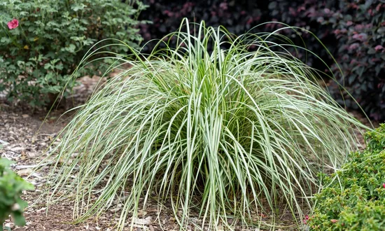 Grīslis (carex) Moonlight - 2 stādi ar iekļautu sūtīšanu