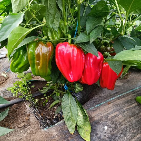 Diamond bell paprika - AGRA! ( 10 sēklas) 