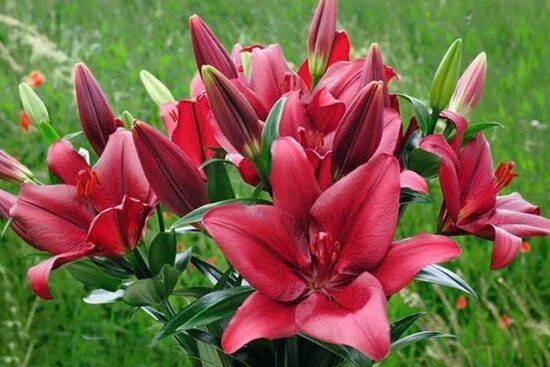 Forza Red 5 sīpolu paciņa (Garziedu-Āzijas lilijas hibrīds)