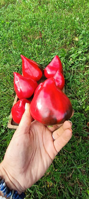 Gnome hat jeb Rūķu cepure AGRA! ( 10 sēklas) 