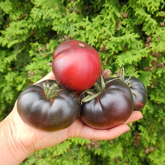 Black Beauty ( 10 tomātu sēklas)