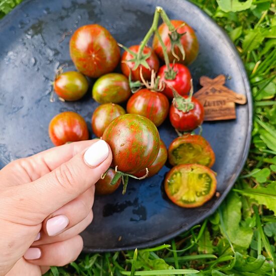 Aftershock (10 tomātu sēklas)