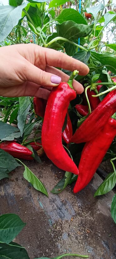 Paprika "RED Fence" (10 sēklas)