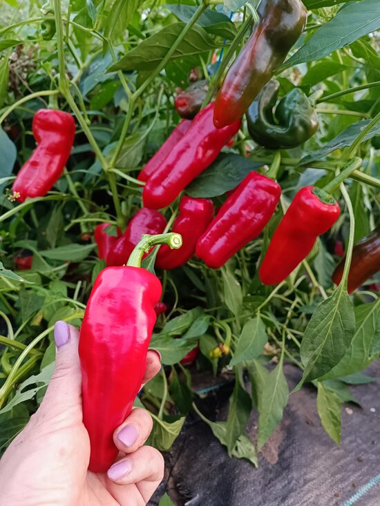 Sarkanais bruģis ( 10 sēklas)