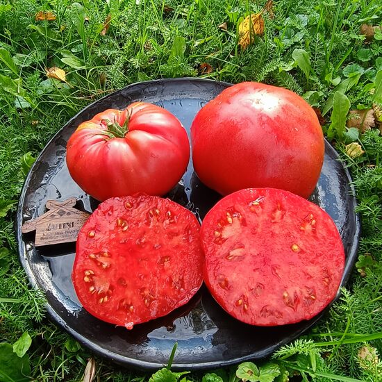 Italian Sweet (10 tomātu sēklas)