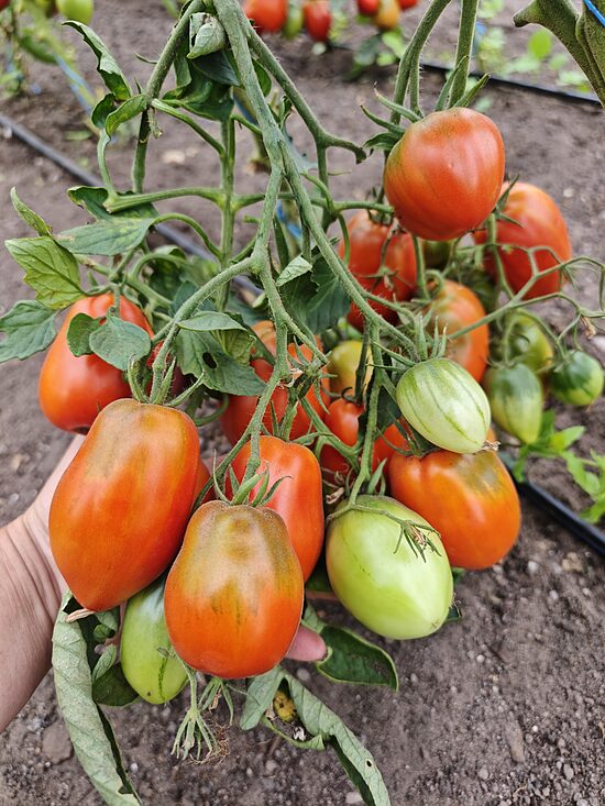 Itāļu ērzelis (tulk.no Italian Stallion; 10 sēklas)