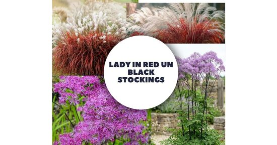 Ķīnas miskante Lady in Red un Saulkrēsliņš Black Stockings  - kastē 2 stādi ar iekļautu sūtīšanu