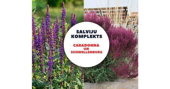 Birztalu salviju komplekts CARADONNA un SCHWELLENBURG -4 augi ar iekļautu sūtīšanu