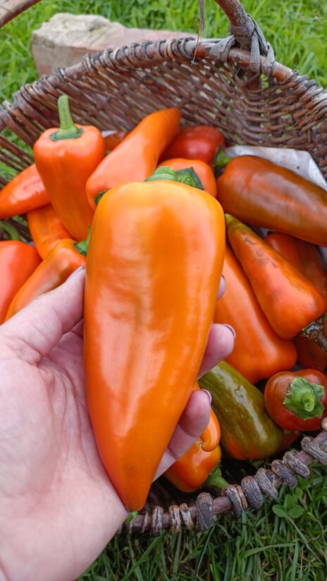 Paprika Lipstick Orange ( 10 sēklas)