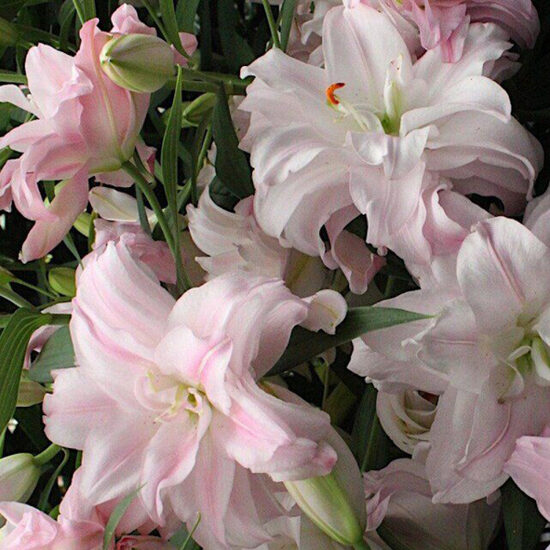 Amistad (Austrumu lilijas) (Lieli sīpoli)