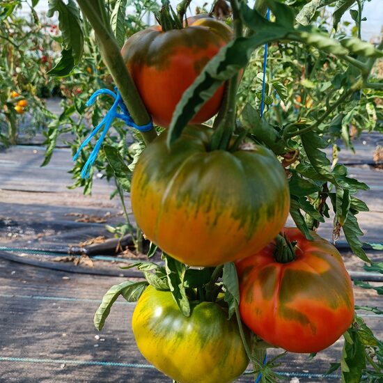 MONOSTERSKAYA TRAPEZA RED (10 tomātu sēklas)