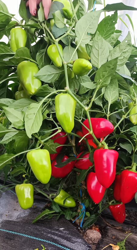 Mazās ausis paprika ( 10 sēklas)