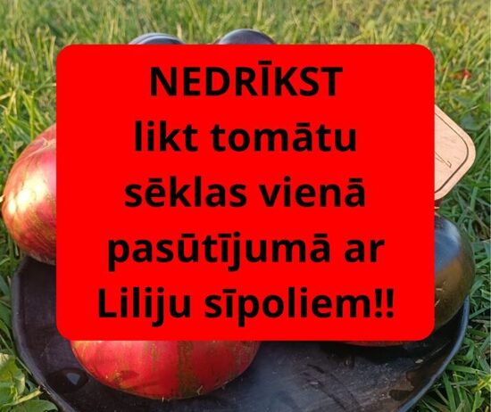 Nedrīkst likt tomātu sēklas kopā ar liliju sīpoliem vienā pasūtījumā!