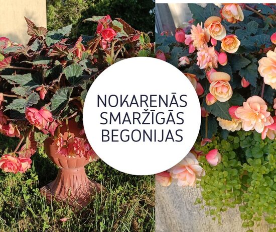 Smaržīgo begoniju  4 stādu komplekts