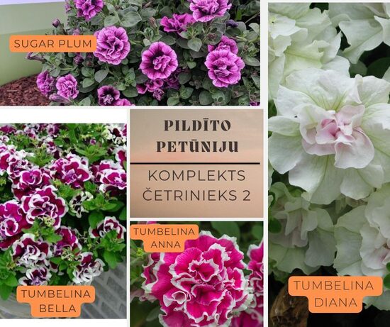 Pildīto petūniju mix 2 variants ar iekļautu sūtīšanu