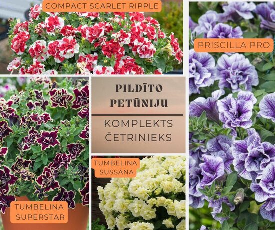 Pildīto petūniju Mix 4 gb ar iekļautu šūtīšanu aprīlī