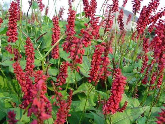 Persicaria JS Caliente 4 stādi