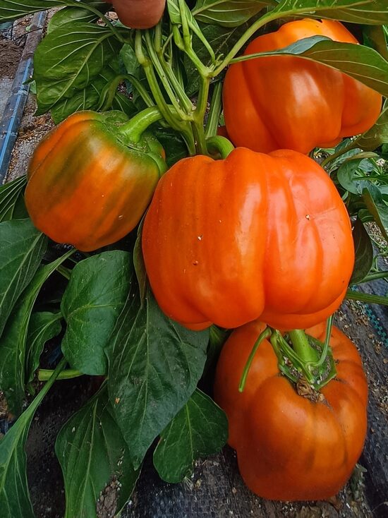 Siberian Bonus - saldā paprika ( 5 sēklas)