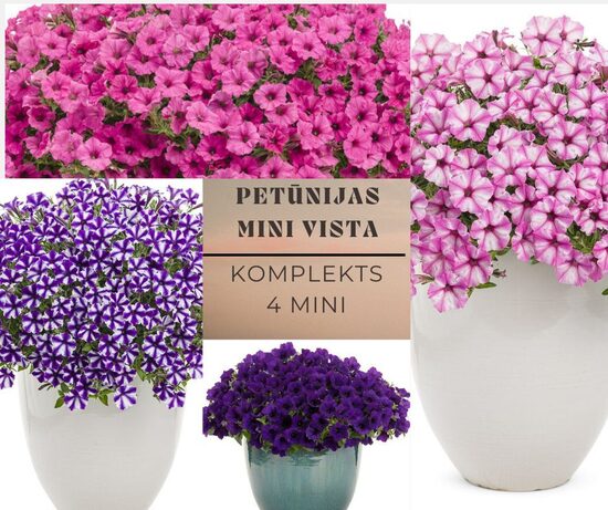 Petūnija Mini VISTU MIX- 4gb-AR IEKĻAUTU PIEGĀDI