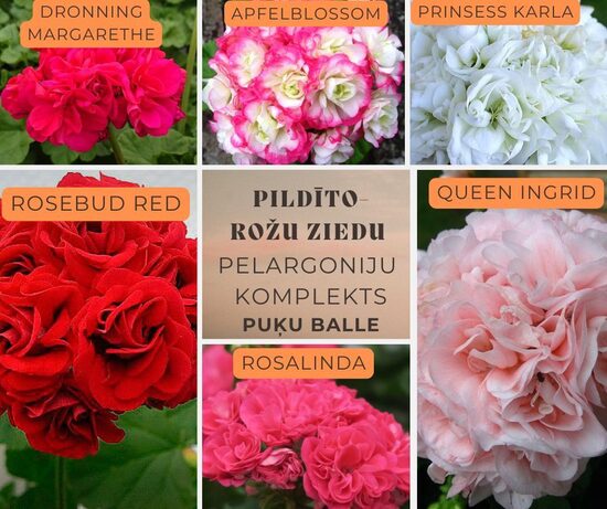 Pildīto ziedu pelargoniju komplekts "PUĶU BALLE" 6gb AR IEKĻAUTU PIEGĀDI