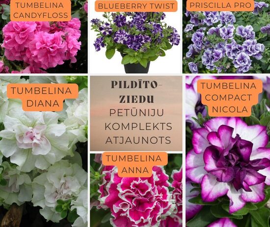 Pildīto ziedu petūnijas  MIX Atjaunots - 6 gab