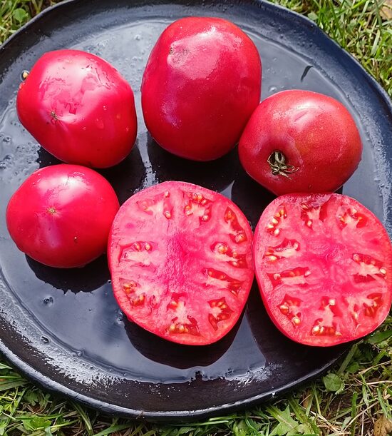 Tsekinovsky Gigant ( 10 sēklas) 