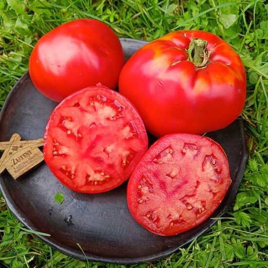 Tsekinovsky Giant ( 10 sēklas) 