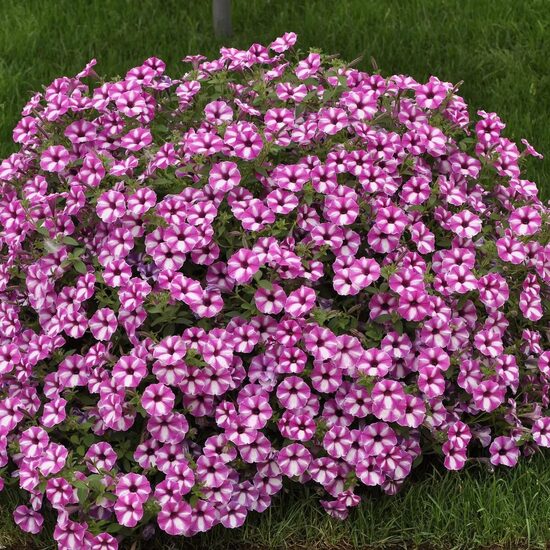 Petūnija  VISTA "RASPBERRY STAR" - 4gb AR IEKĻAUTU SŪTĪŠANU