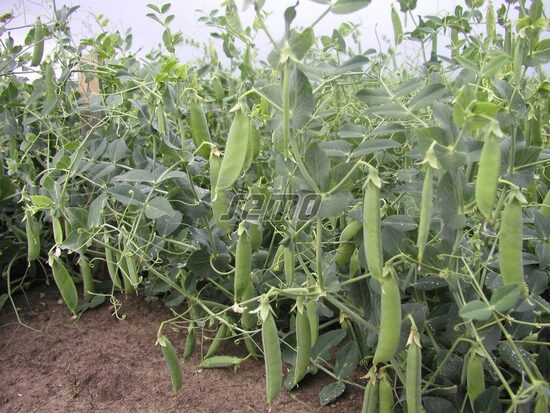 Cukurzirņi zemie - VLADAN 100gr