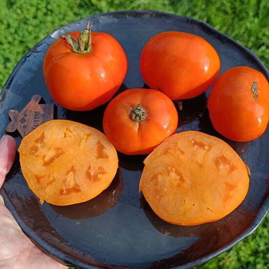 Zolotoj Samorodok (10 tomātu sēklas) 