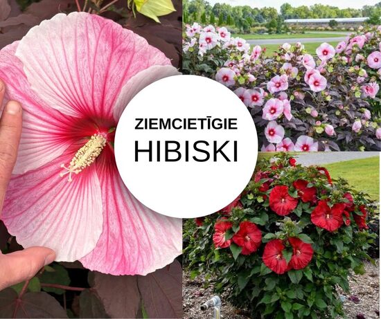 Lielziedu Ziemojošo hibisku komplekts - 2 gb ar iekļautu sūtīšanu