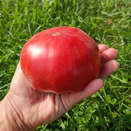 ABRIKOZ ( 10 TOMĀTU SĒKLAS)