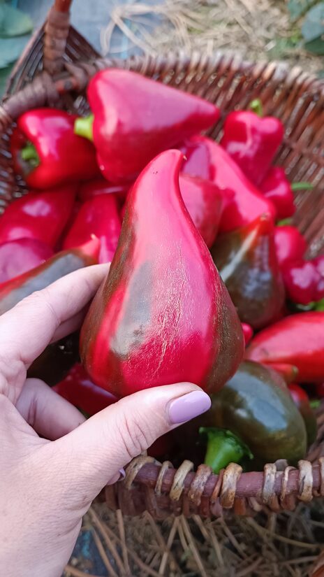 Paprika Beloved Heart ( 10 sēklas) 