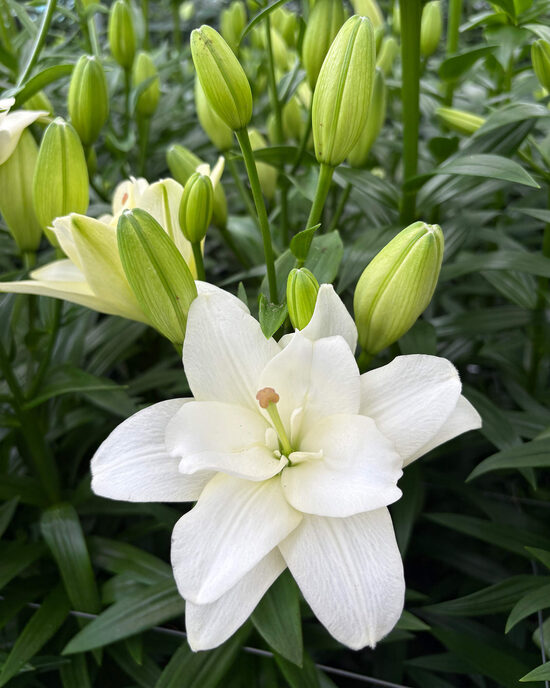 Belvedere 5 sīpolu paciņa (Garziedu-Āzijas lilijas hibrīds)