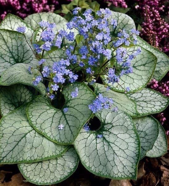 Brunnera macrophylla Alexander's Great  4 stādi ar iekļautu sūtīšanu