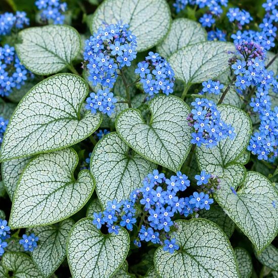 Brunnera macrophylla Silver Heart 4 stādi ar iekļautu sūtīšanu