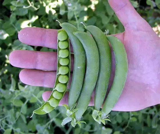 Cukurzirņi OSKAR 100g 