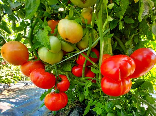 Explosion lauka tomāts ( 10 tomātu sēklas) 