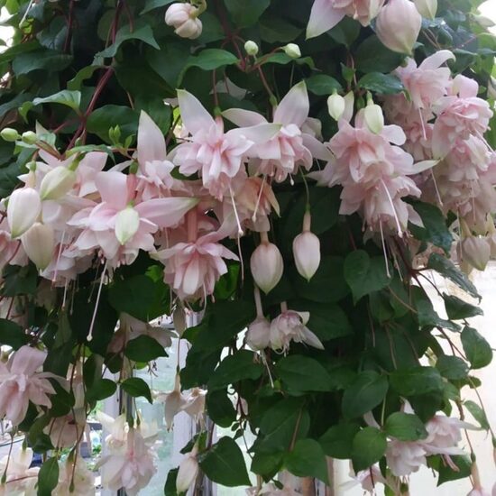 Fuksija "Pink Marshmellow" - 4 gb