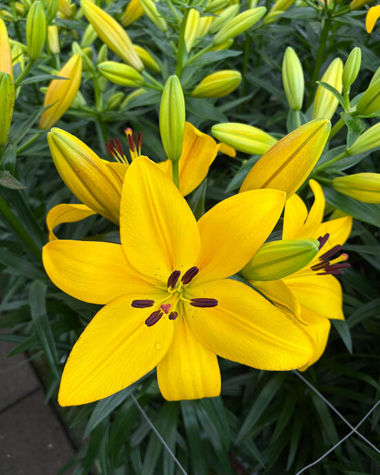 HINAULT 5 sīpolu paciņa (Garziedu-Āzijas lilijas hibrīds)