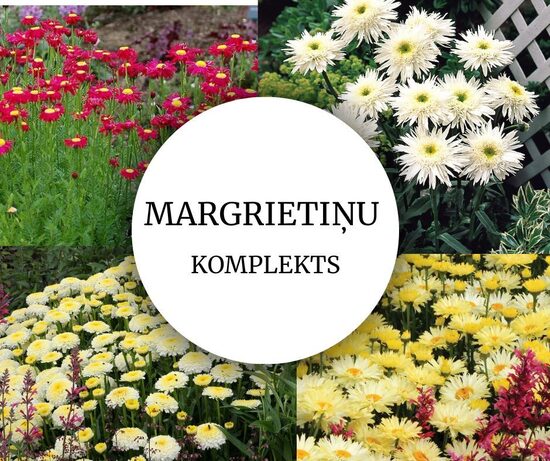 Margrietiņu stādu komplekts - 4 stādi ar iekļautu piegādi 