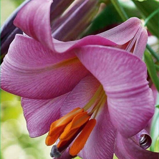 Pink Perfection - trompetlilija