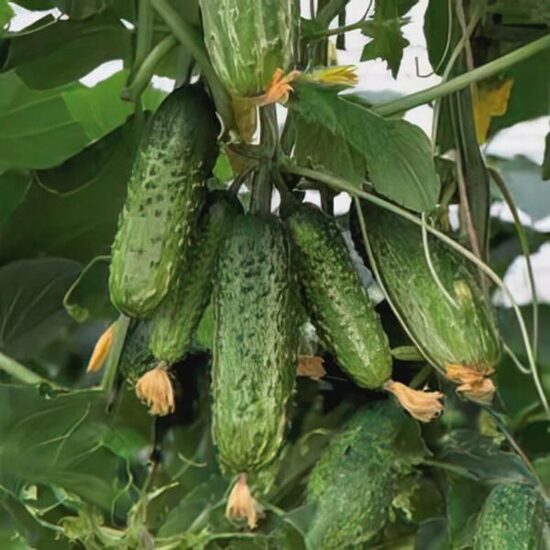 MARVI F1 GURĶU SĒKLAS (10 gb)