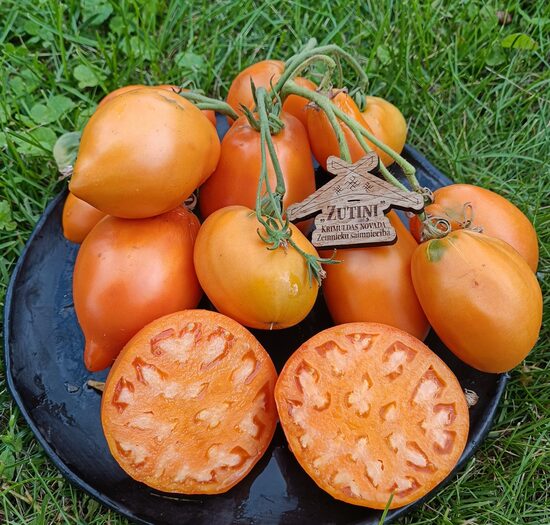 Minusinskayi stakani orange  (10 tomātu sēklas)