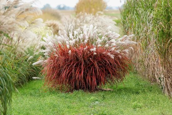 Ķīnas miskante "Lady in Red" - 2 stādi ar iekļautu sūtīšanu