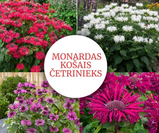 Monardas "Košais četrinieks" - 4 stādi ar iekļautu sūtīšanu