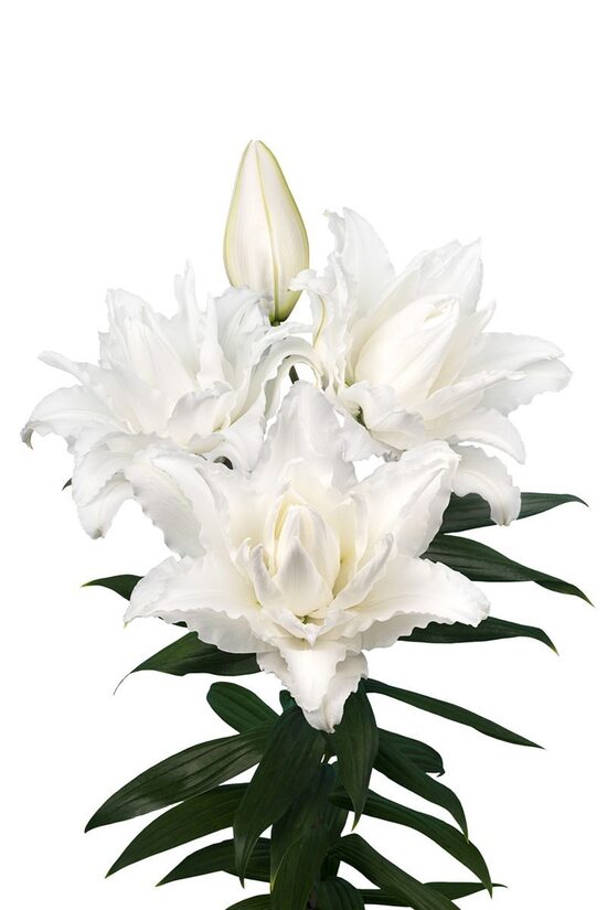 Roseliliy NADIA (Austrumu lilijas)