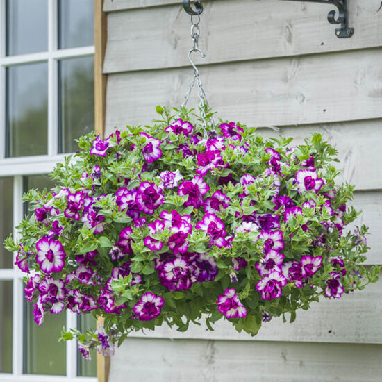 Petūnija - Tumbelina Compact Nicola - 4gb