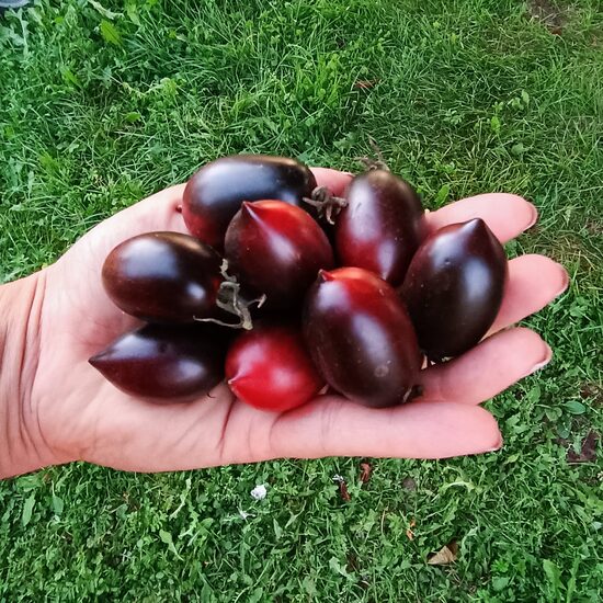 Opal Qumquat 5 tomātu sēklas