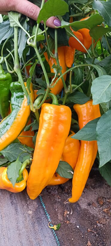 Paprika "Yellow Fence" (10 sēklas)